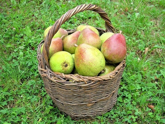 päron, korg, mat, frukt, läckra, färska, söta, kost
