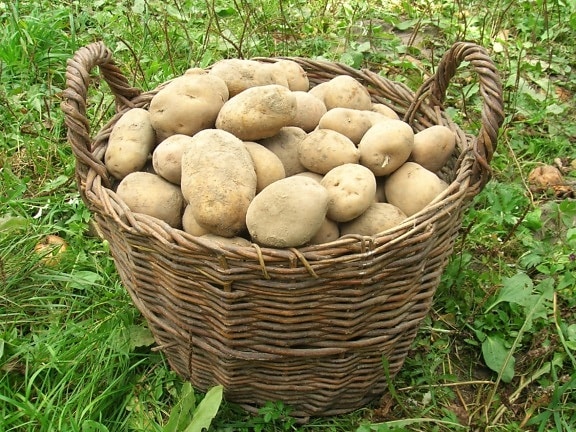 basket, food, potato, grass, diet, plant, organic