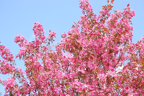 Люляк, розово, цвете, пролет, цвят, растения, дърво, клон