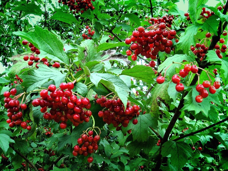 berry, fruit, shrub, leaf, ripe, leaf, branch