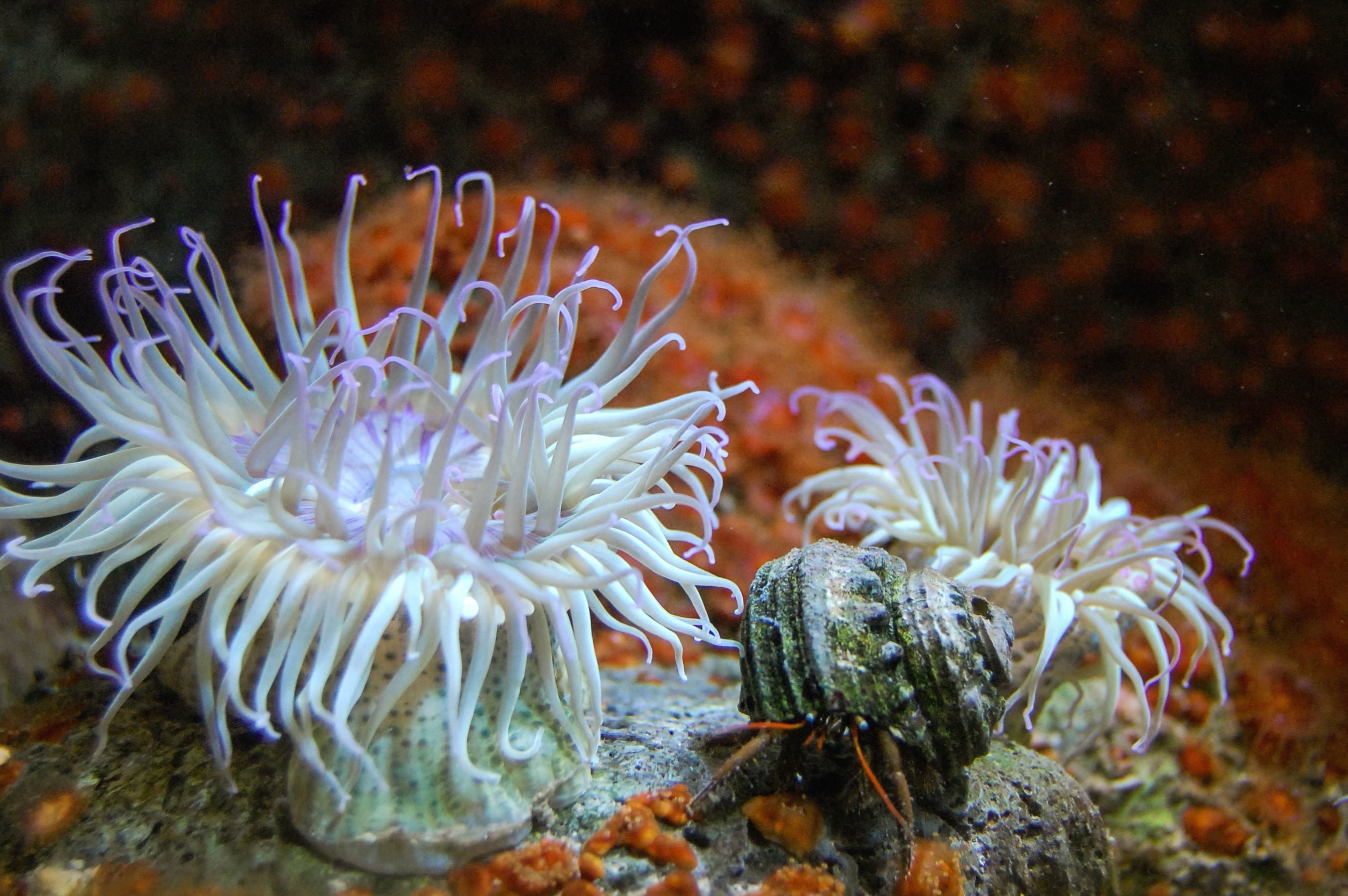 フリー写真画像 サンゴ 海 水 植物 石 水中