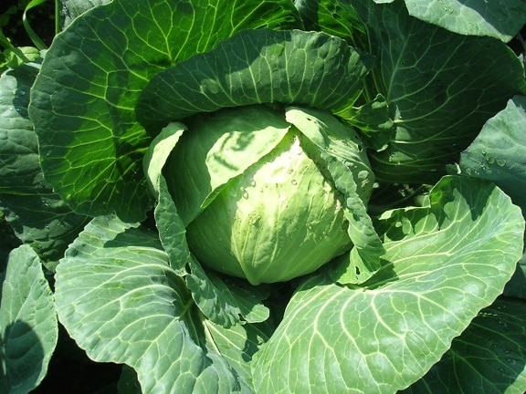 cabbage, vegetable, food, diet, organic, leaf