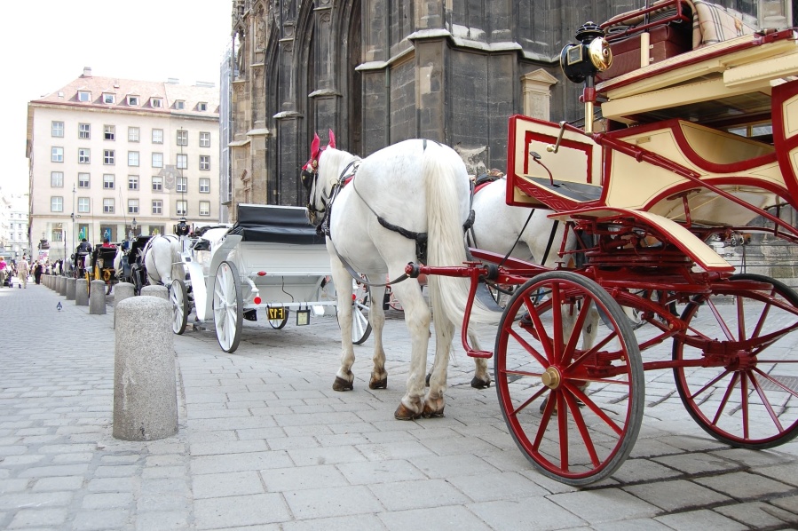 carriage, vehicle, horse, street, tree, wheel, city