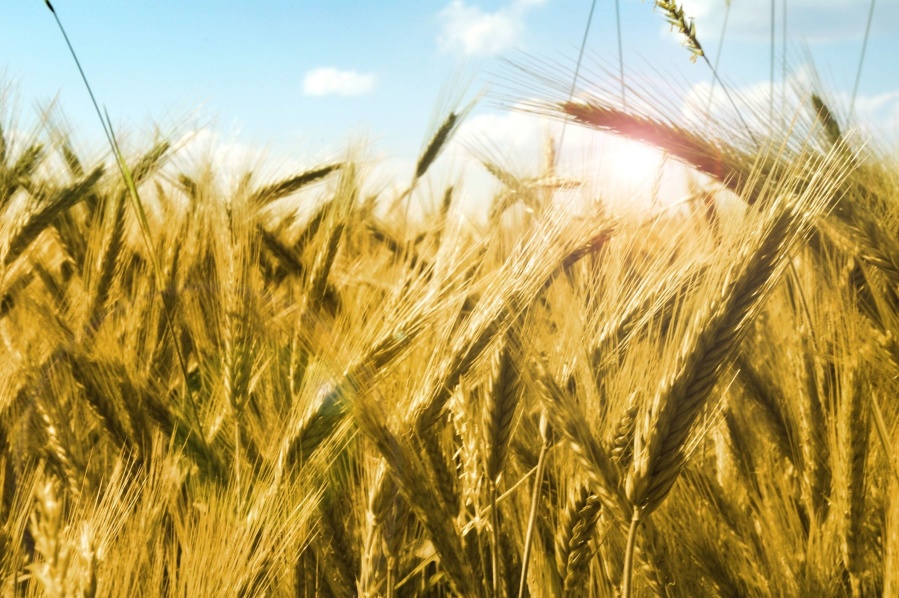 zbóż, pola, ziarna, obszarów wiejskich, rolnictwo, farmy, roślina, lato żniwa