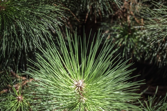 Pine fir, blad, boomstructuur, plant, flora