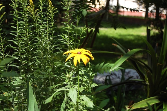 sunflower, flower, spring, yellow, summer, plant, garden