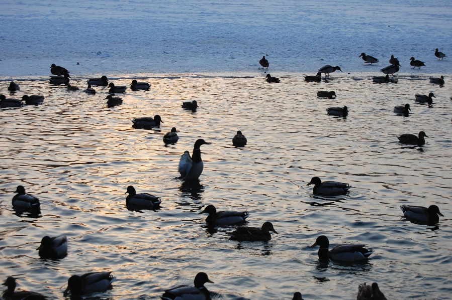 duck, lake, dusk, water, animal, reflection