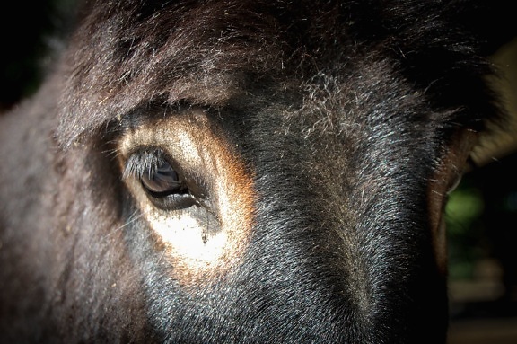 Голова тварина коня, очі, домашніх тварин, коричневий