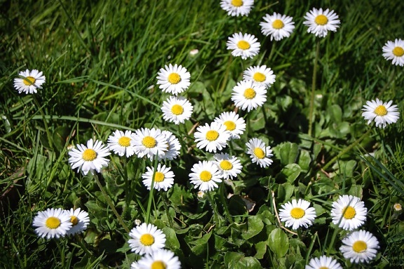 Daisy, kukka, kukka, Puutarha, kasvi, kevään kukka, kesällä