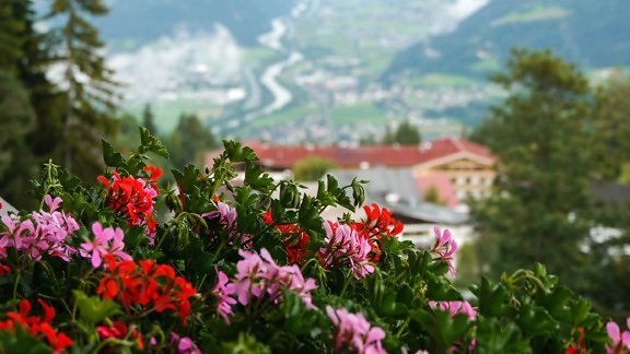 розово, цвете, растение, венчелистче, Градина, къща, планина, пейзаж