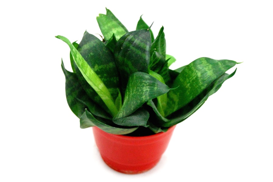 листа, растение, саксия, зелен, червен
