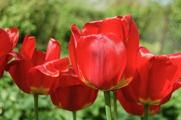 Tulipán, planta, primavera, flor, jardín, flora, flor, campo