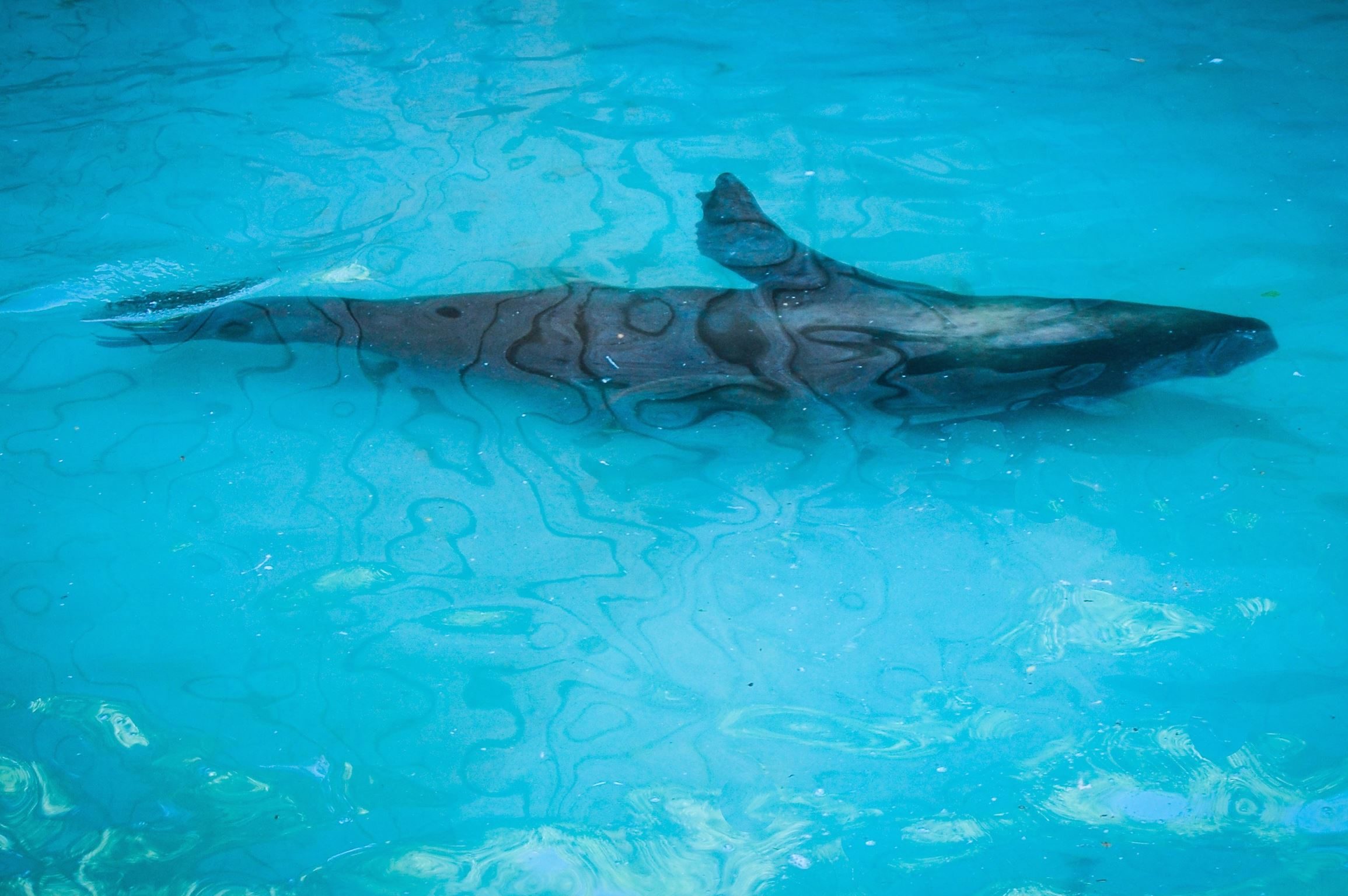 Морской Лев океанариум. Картинка акула в бассейне. Тюлень в океанариуме фото. К чему снятся акулы в воде женщине