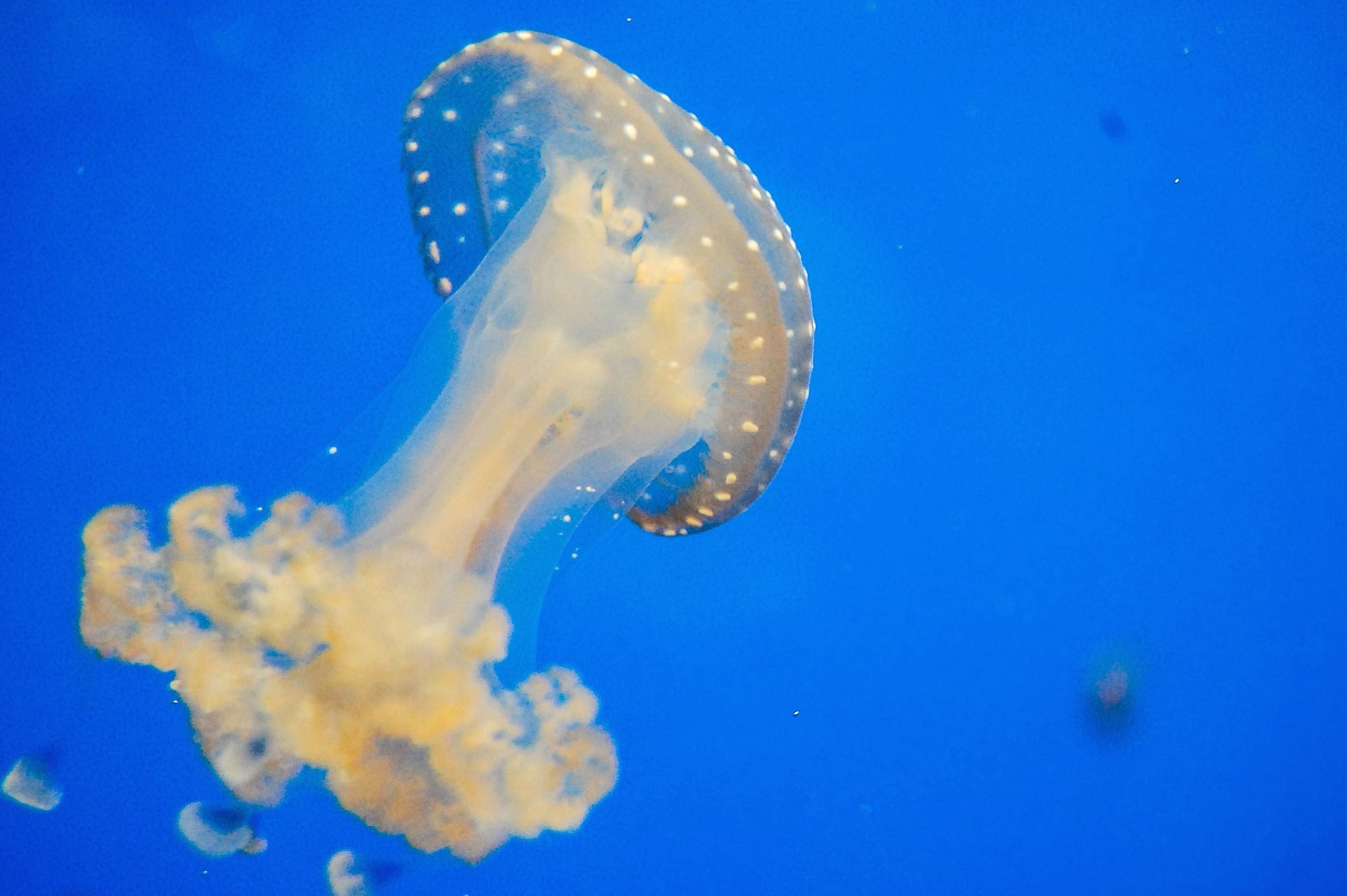 Kostenlose Bild Wirbellose Tier Meer Wasser Unterwasser