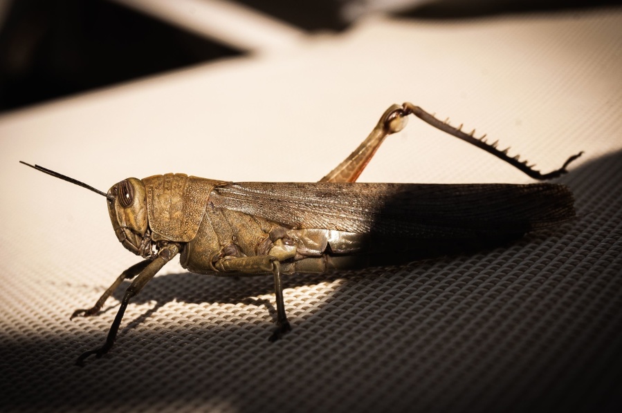 Grasshopper, insekt, hvirvelløse, fløj, ben