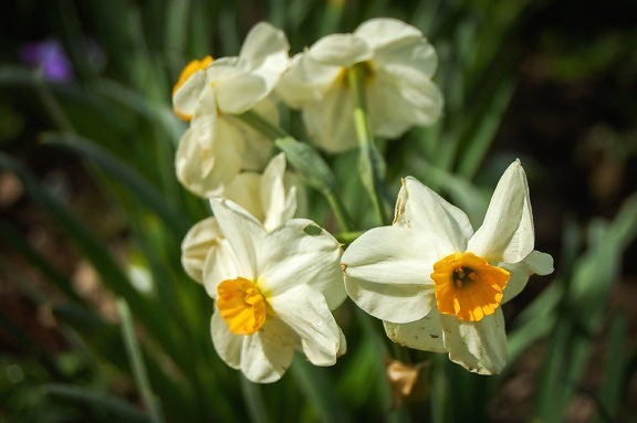 daffodil, flower, yellow, plant, flora, garden, blossom, pollen, nectar