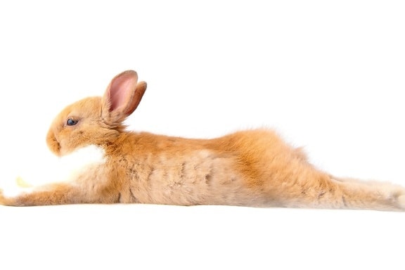 rabbit, animal, fur, pet
