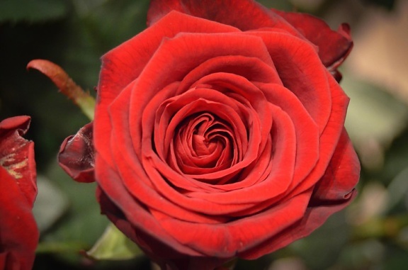 Rose kukka kasvi, kukka, terälehti, flora, punainen