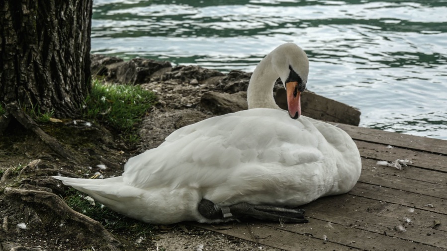 Cisne branco, pássaro, animal, lago, Costa
