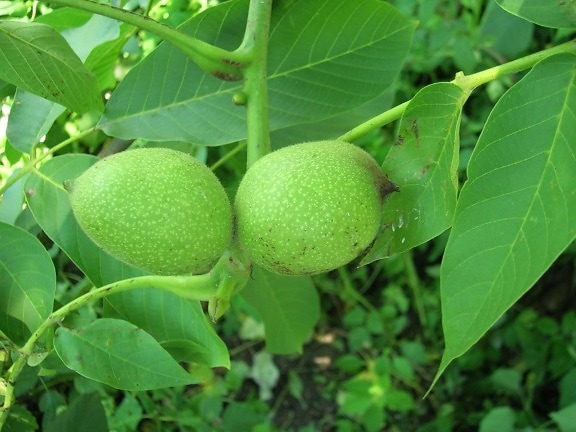 walnut tree, fruit, food, seed, fresh, green