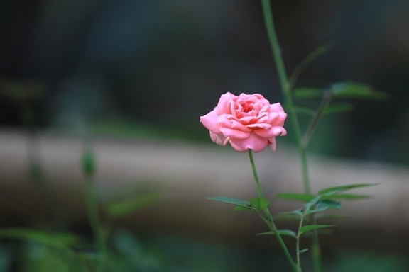 rosa rose blomst, urt, busk, kronblad, anlegg, blomst