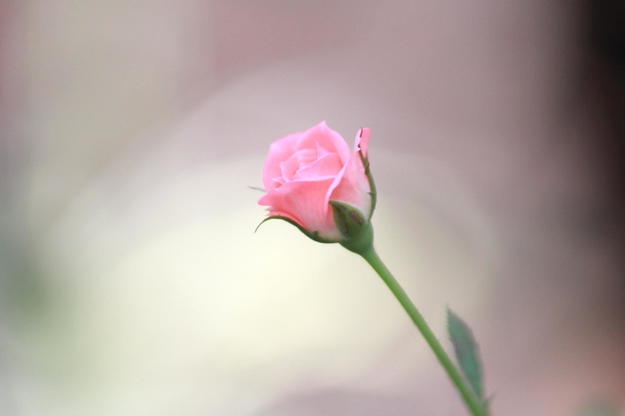 красивая, Роза, Цветок бутон., Лепесток