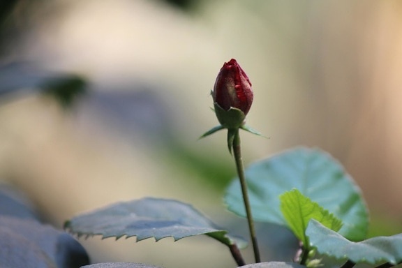 rød rose blomst knopp, blader, herb