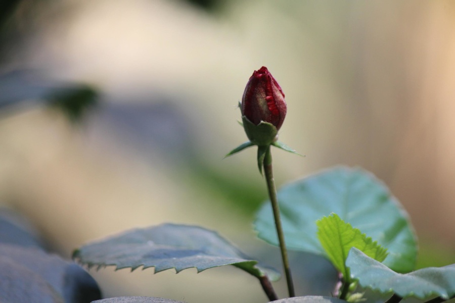 røde rose, blomsterknop, blade, urt