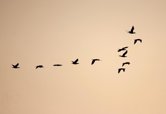 bird, flock, formation, silhouette, black, dusk, design