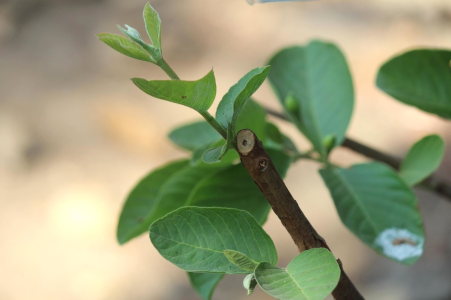 shrub, guava, leaves, plant, leaf, branch