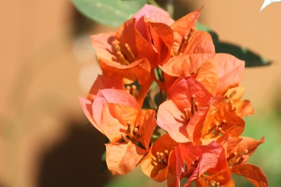 Orange blomst, blad, blomst, kronblade
