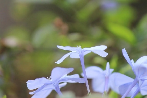light, blue, flowers, meadow, plant