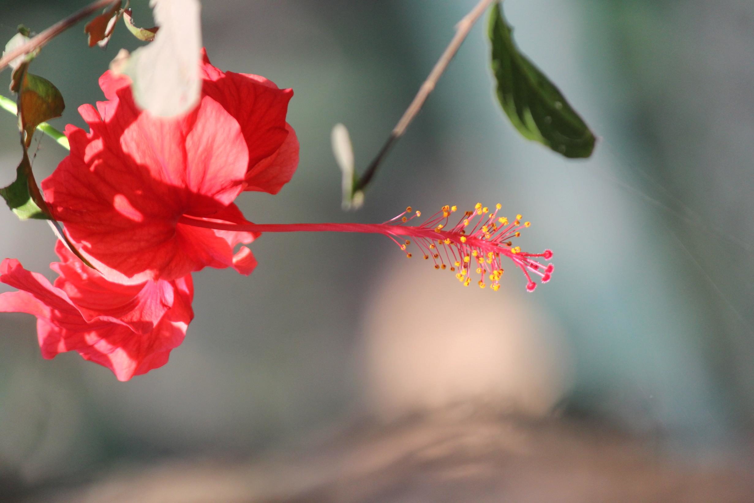 フリー写真画像 ハイビスカス 花 花弁 植物 葉 庭 花 ピンク 葉