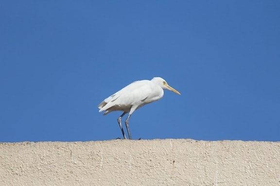beautiful, white, bird, white heron, bird