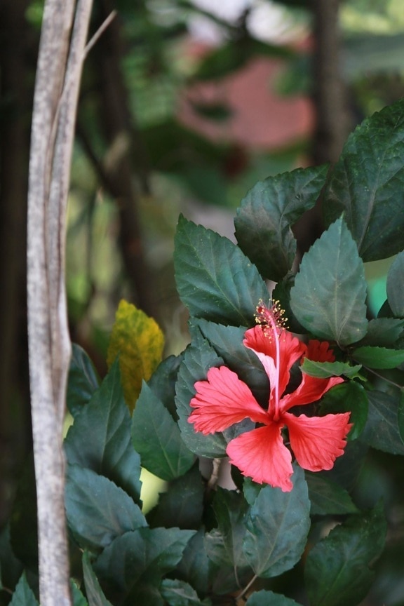 hibiscus, red, plant, leaf, flower