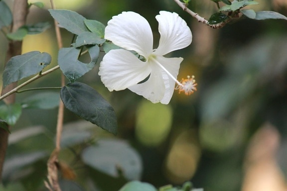 flor branca, ramo, flor, planta, arbusto