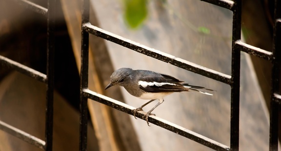 bird, sitting, fence, metal, animal