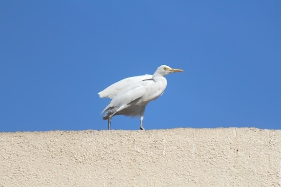 白い heron、鳥、美しい、空