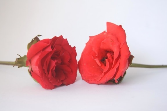 roos, bloem, liefde, petal