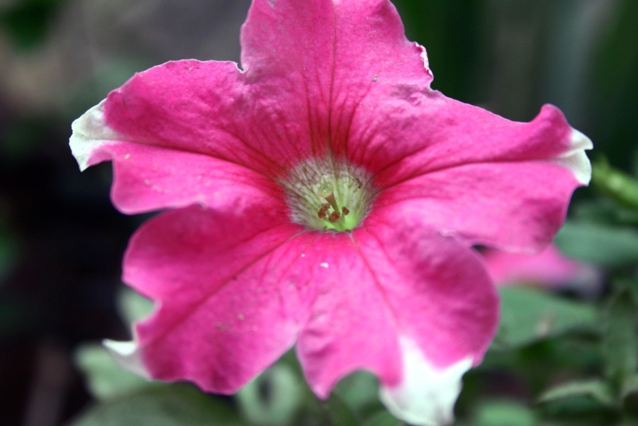 beautiful, pink, flower, petal, plant, pistil, pollen