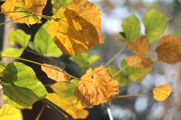 autumn, leaves, brown, plant, leaf, garden, maple
