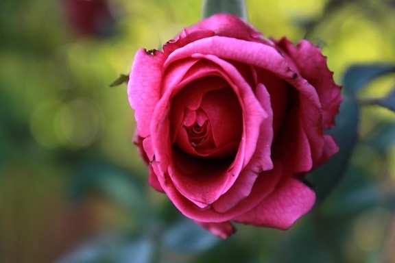 όμορφη, κόκκινο, ροζ, τριαντάφυλλο, τριαντάφυλλο, ροζ, λουλούδι, πέταλο, άνθος