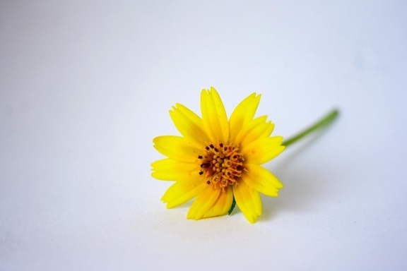 yellow, flower, sunflower, spring, pollen, bloom
