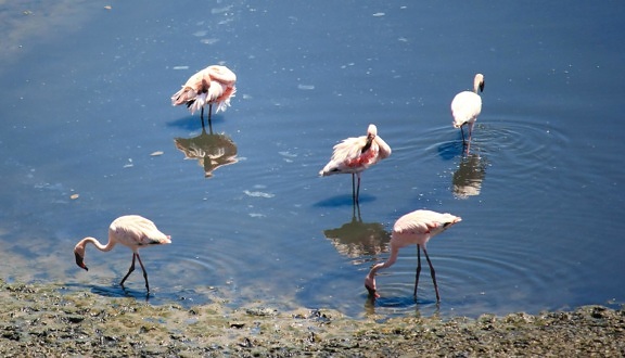 Птахи, flamingo, озеро
