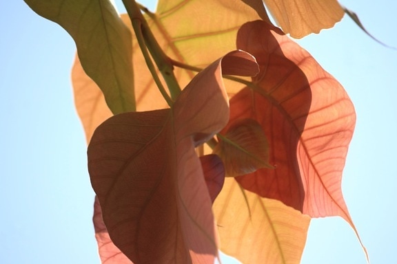 葉、空、秋、分岐、茶色