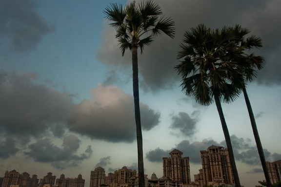 palmboom, zonsondergang, stad, schemering, building, hemel, boom