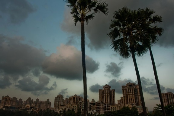 palmiye ağacı, Bina, alacakaranlık, bulutlar, gökyüzü, şehir