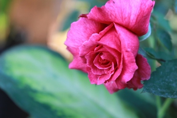 roze roos, bloem, bloemblaadje, bloesem, Tuin, vegetatie