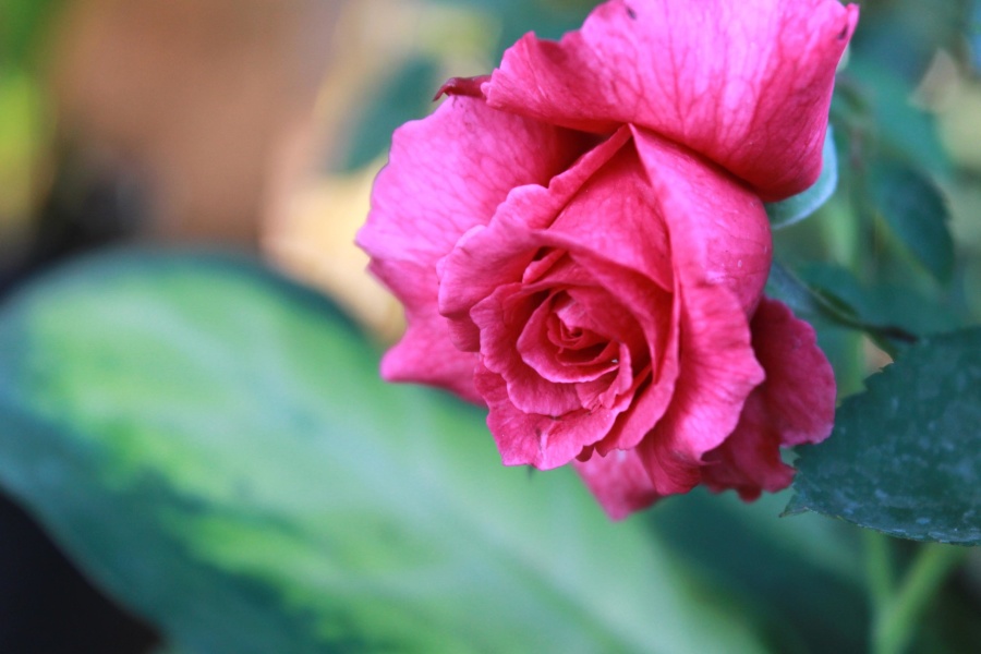 Pink rose, bunga, kelopak, blossom, Taman, vegetasi