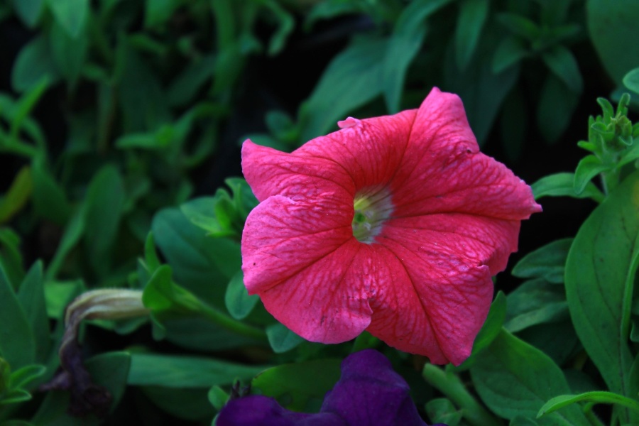 สีชมพู พืช ดอกไม้ กลีบดอก สวน ศาลา ดอก